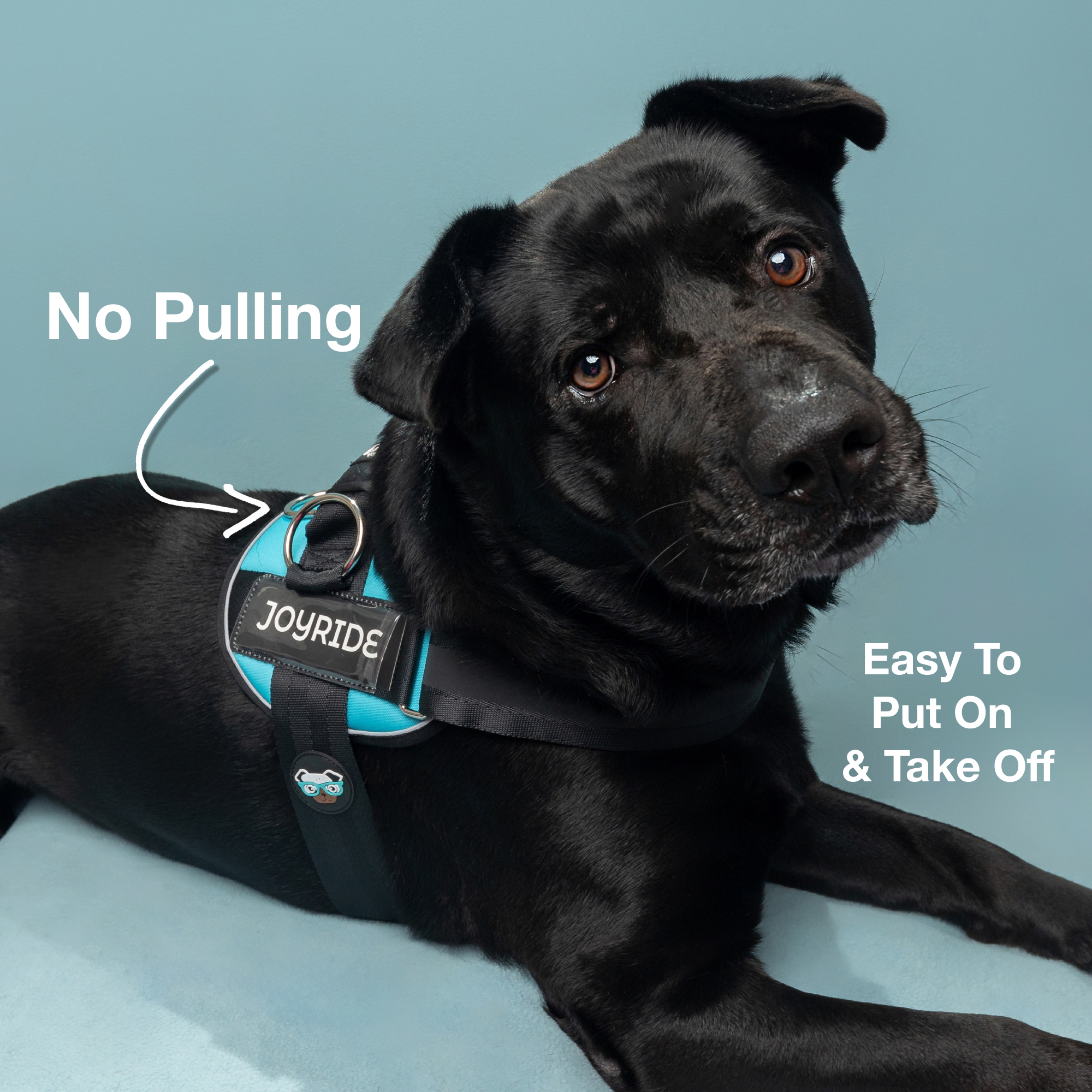 A black labrador lying down on a soft blue-gray background, head tilted with expressive brown eyes looking directly at the camera, wearing a turquoise and black Joyride vest-style harness with the JOYRIDE logo patch visible on the chest strap and a small dog-with-sunglasses charm dangling from the buckle